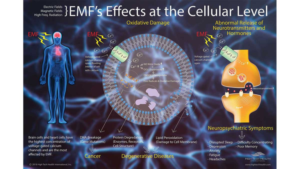 Chart on emf efects at the cellular level. When not using an Emf Protection necklace.